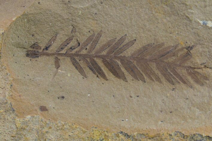 Dawn Redwood (Metasequoia) Fossil - Montana #153712